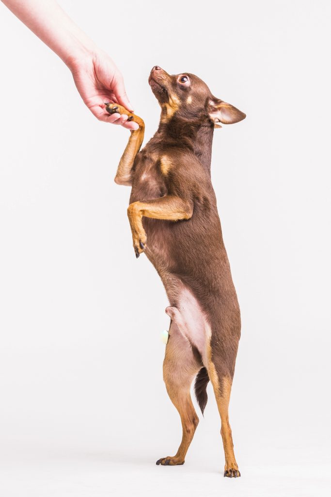 Las almohadillas de los perros: ¿cómo cuidarlas?