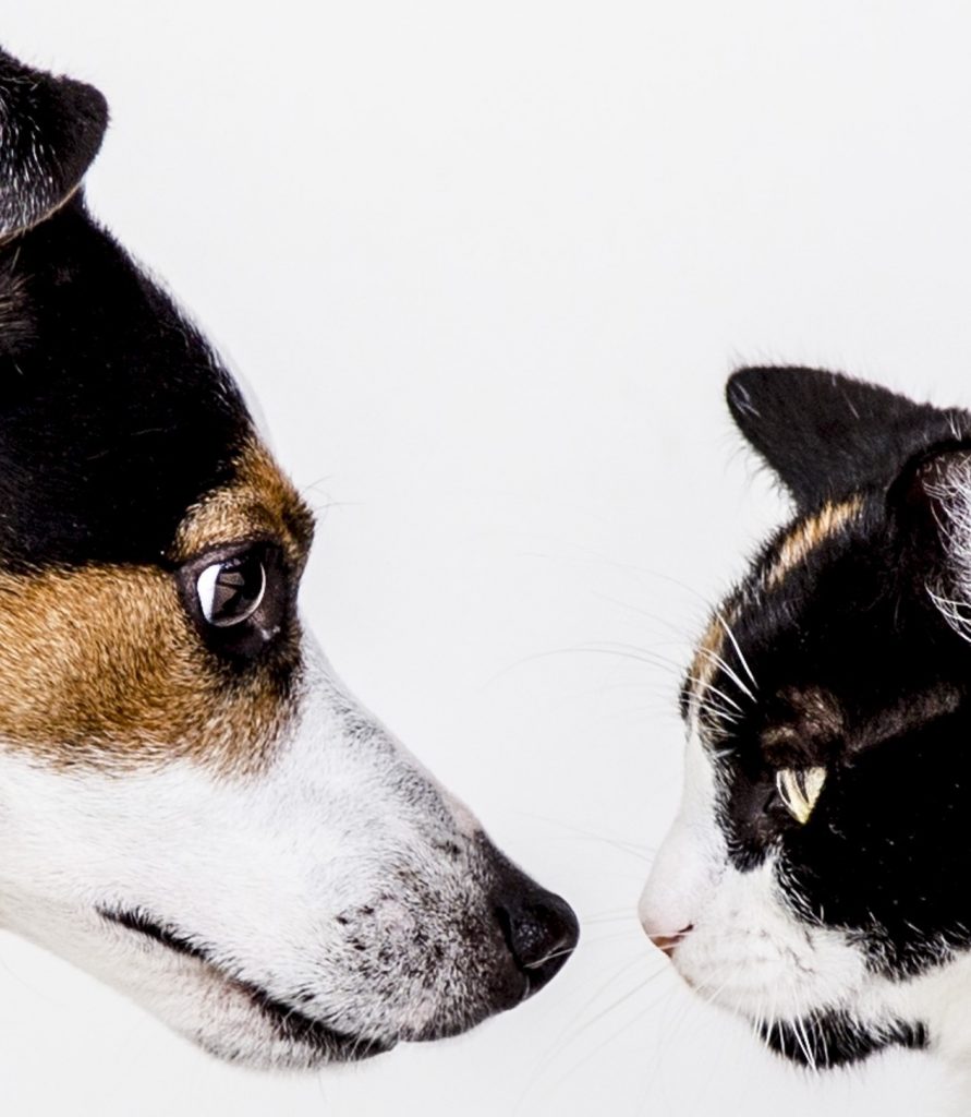 Ansiedad por separación en perros y gatos, gatos deprimidos, perros deprimidos, sindrome post-vacacional en perros y gatos, perros y gatos post confinamiento.