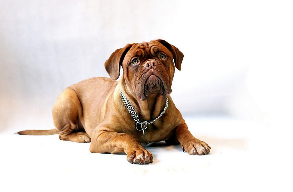 Coronavirus: Juegos para tu perro en casa, como entretener a mi perro en casa, como ejercitar a mi perro en casa, entretenimiento para perros, juegos para perros