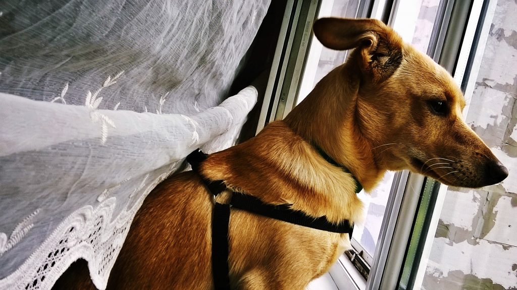 Coronavirus: Juegos para tu perro en casa, como entretener a mi perro en casa, como ejercitar a mi perro en casa, entretenimiento para perros, juegos para perros