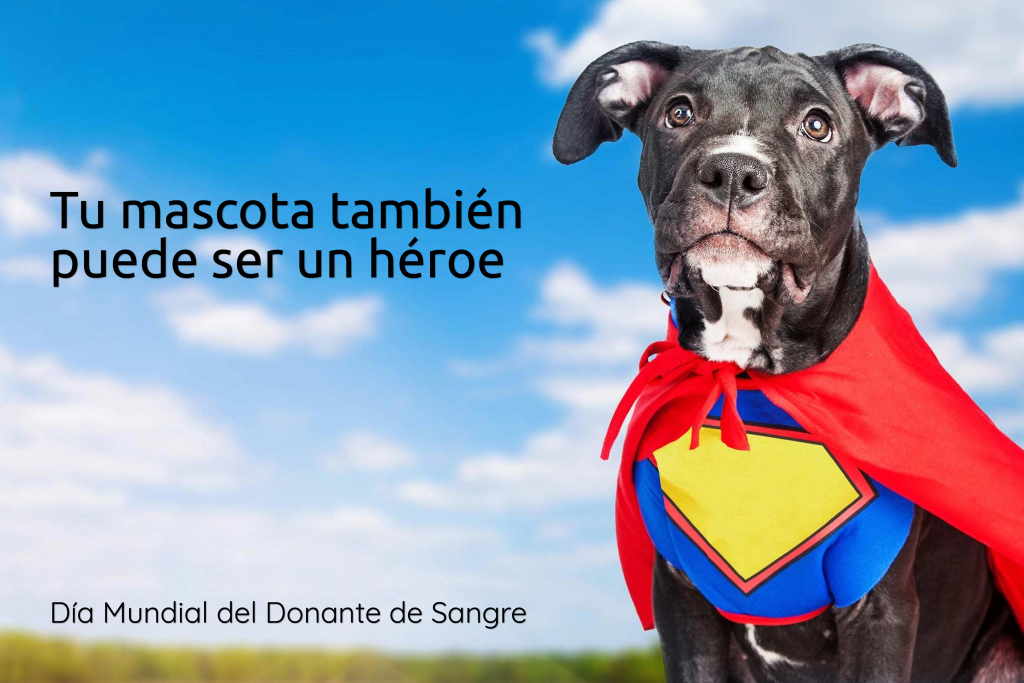 14 de Junio Dia Mundial del Donante de Sangre