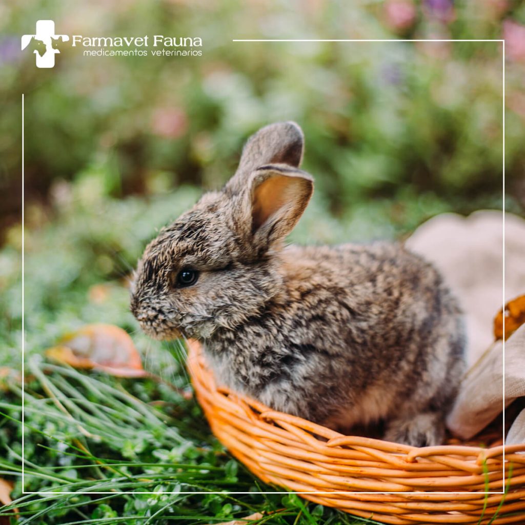 tienda veterinaria conejos enanos toys