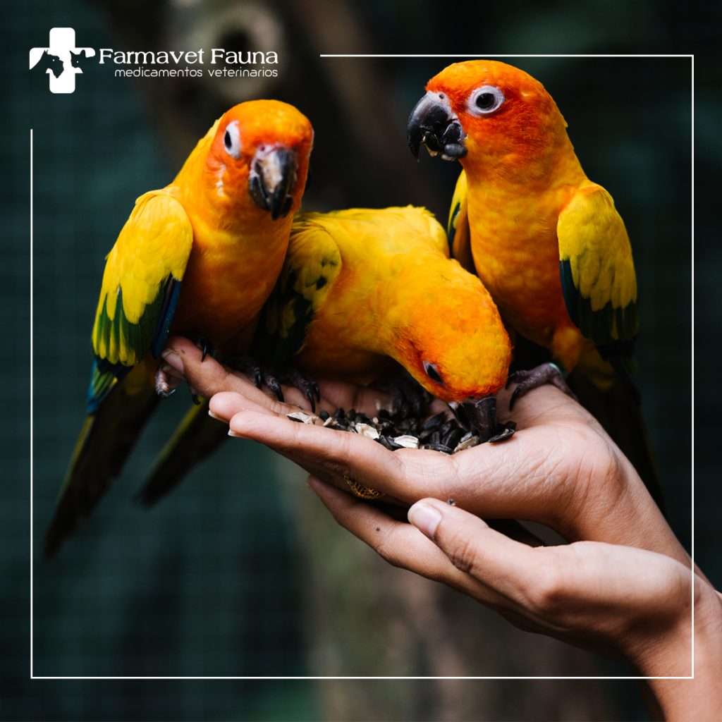 CUIDADOS-PAJAROS-INVIERNO