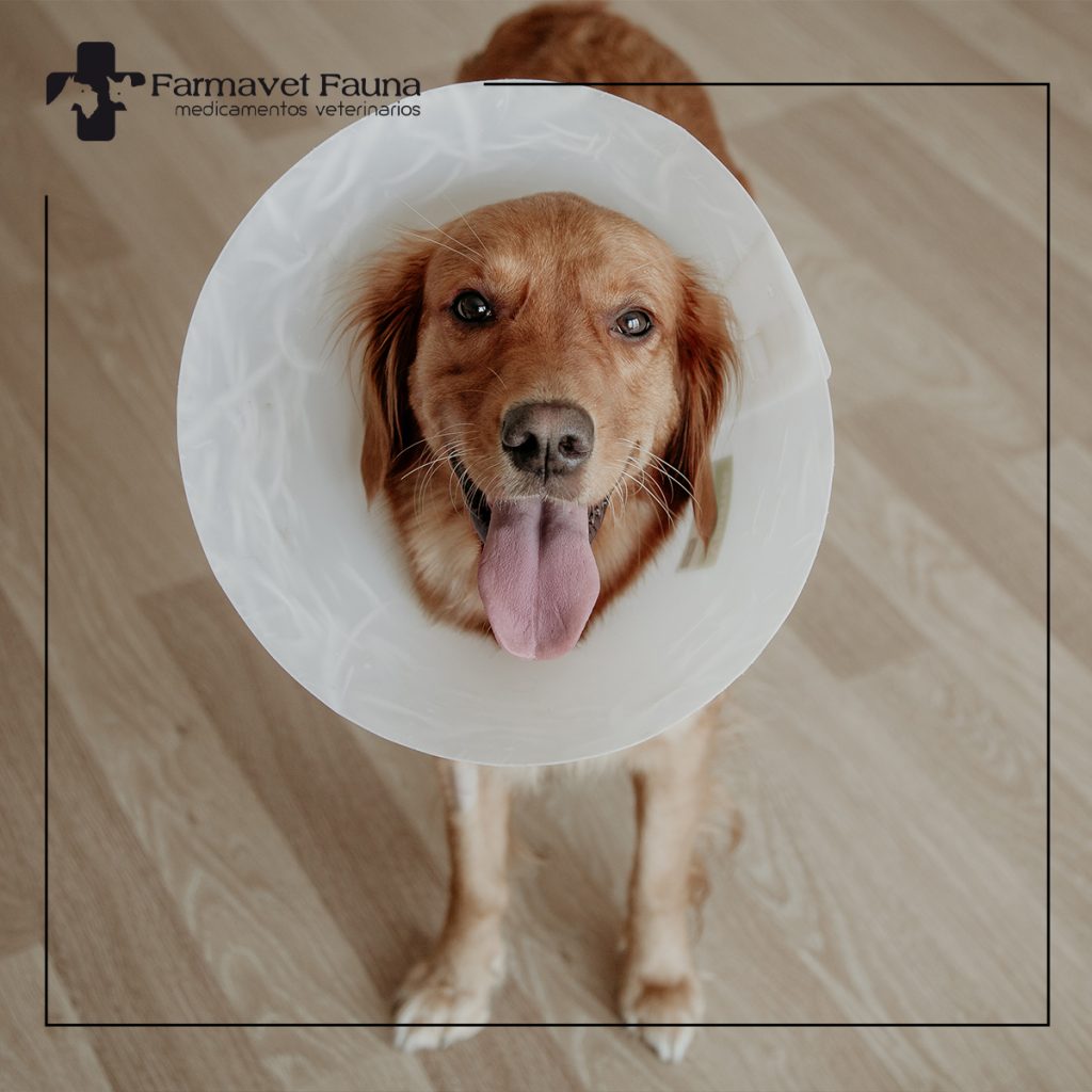 FARMAVET ESTERILIZACION PREVENTIVA
