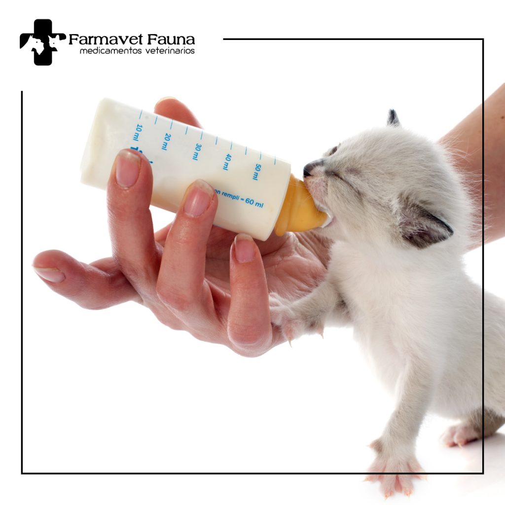 ¿los gatos pueden tomar leche?