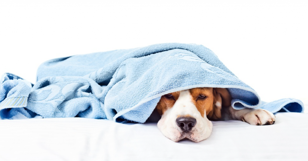 medicamentos humanos para perros