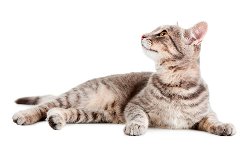 Gato farmavetfauna 2