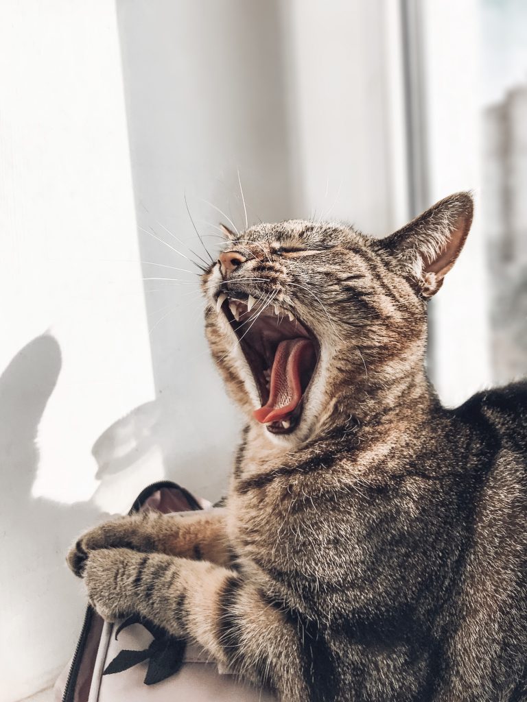 Gingivitis en gatos, síntomas de la gingivitis en gatos, causas de la gingivitis en gatos, prevención de la gingivitis en gatos