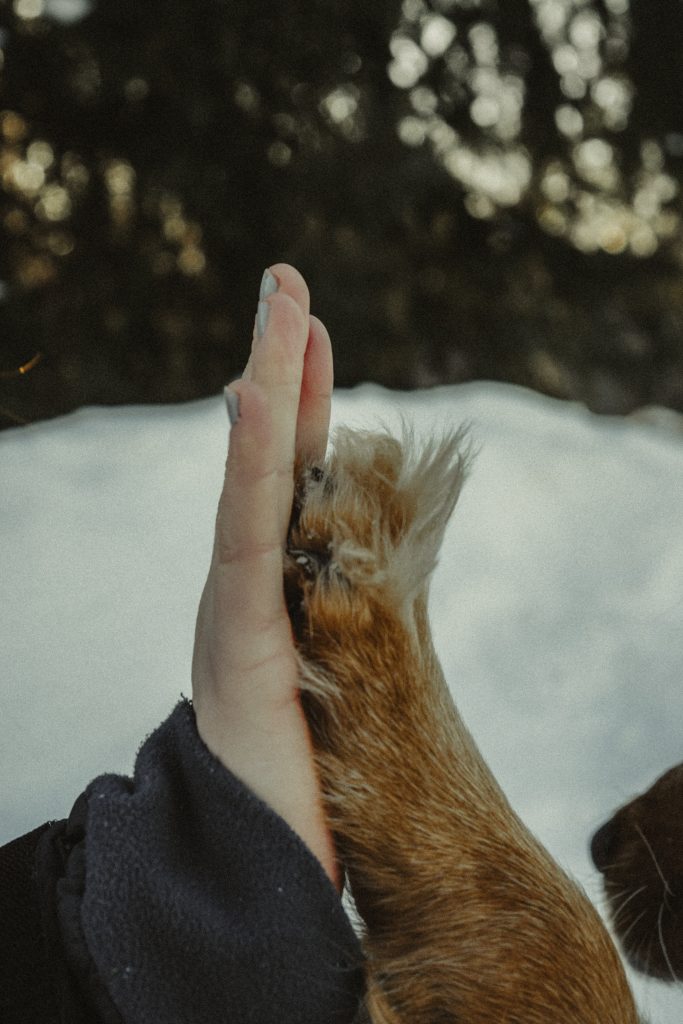 Tratamiento para la insuficiencia renal en perros, como prevenir insuficiencia renal en perros, 
