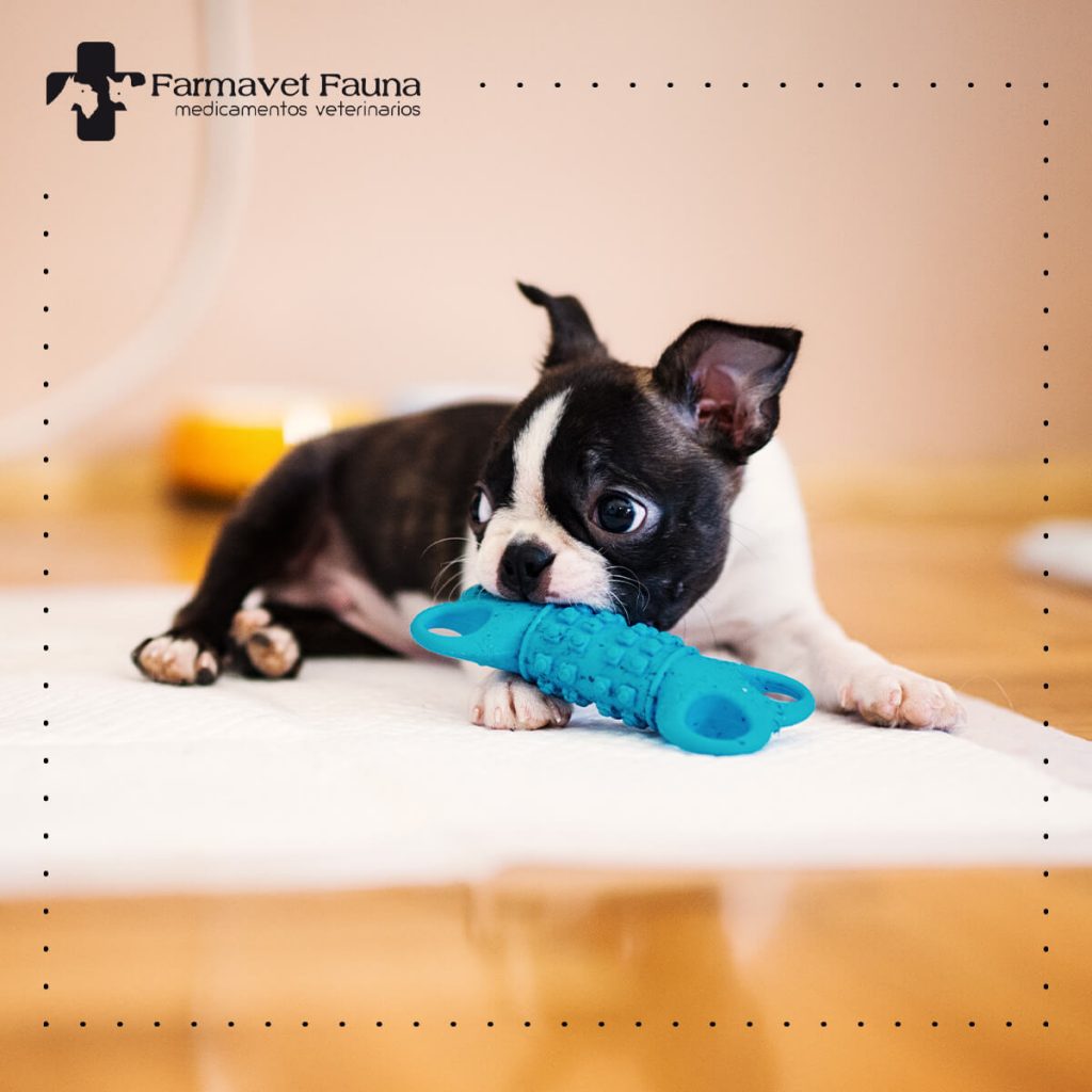 MEJORES JUGUETES PERROS