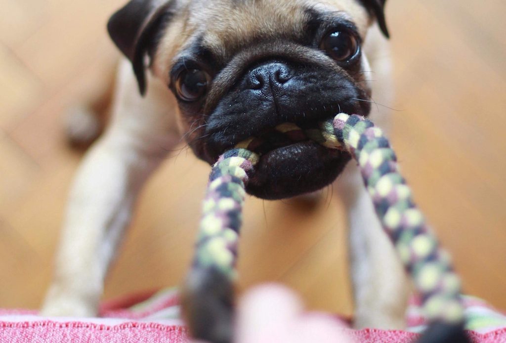 Perro como loco cuando vuelves a casa