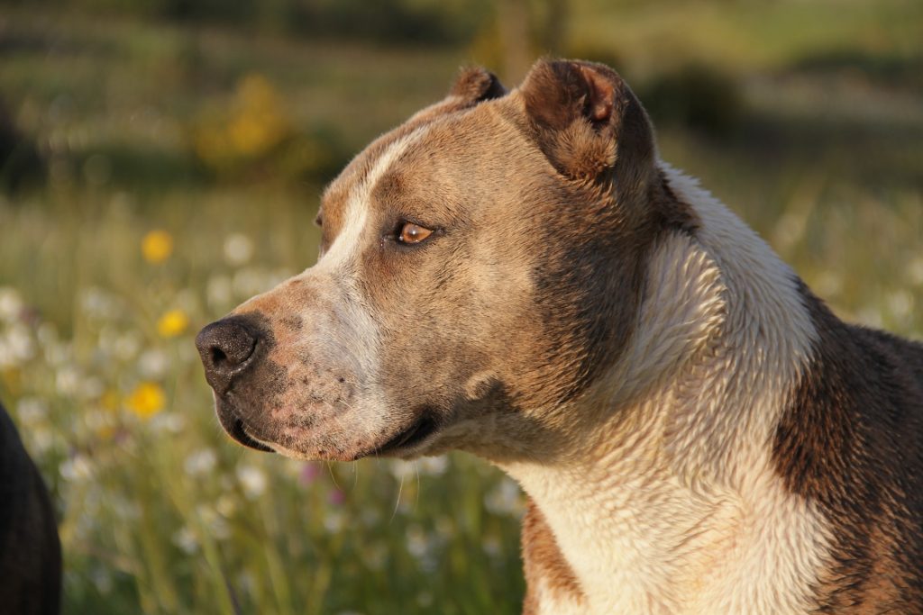 Son realmente peligrosos los perros pitbull