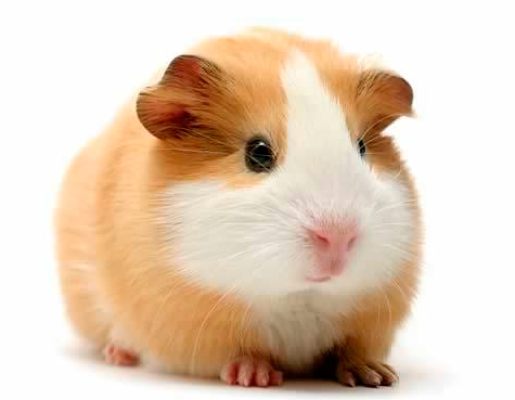 medicamentos para roedores