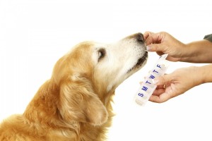 farma vet