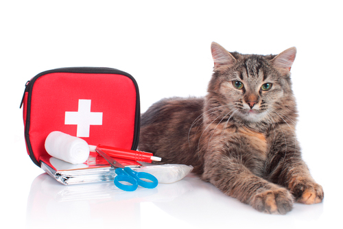 primeros auxilios para mascotas