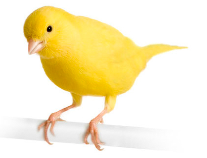 medicamentos para aves