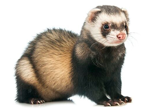 intro ficha producto huron