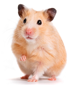 medicamentos para roedores