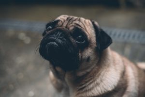 Perro con miedo a los petardos