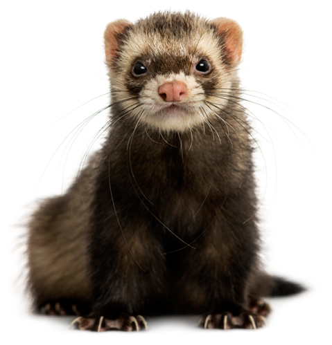 medicamentos hurones