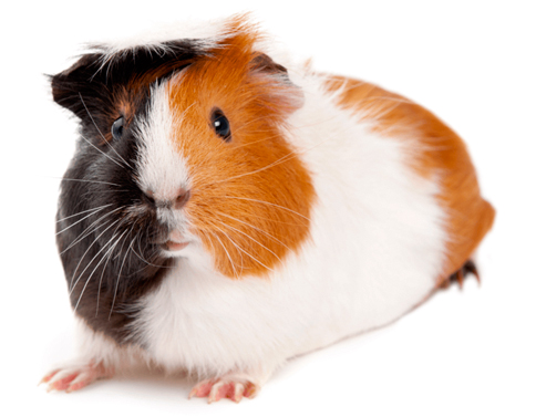 medicamentos para roedores