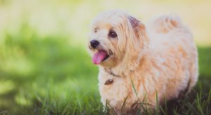 mpho mojapelo 173231 unsplash