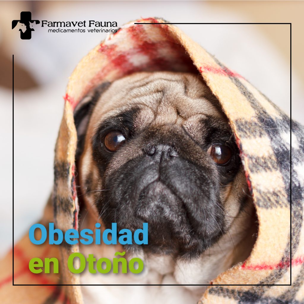 obesidad canina otono