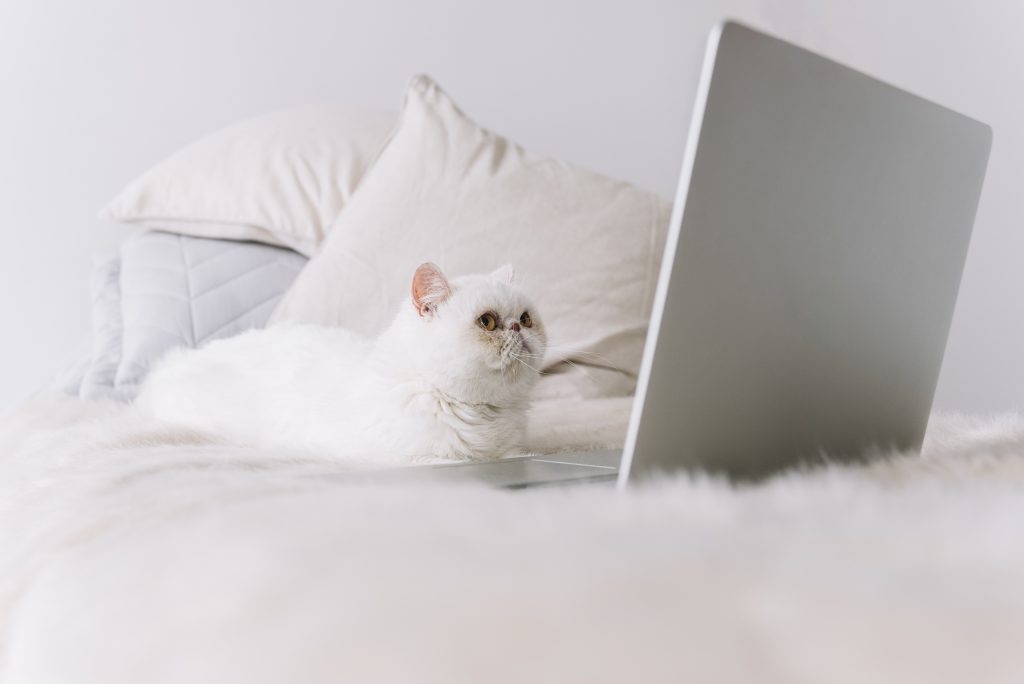 ¿Cómo evitar obesidad en perros y gatos durante el confinamiento por Covid-19?, prevenir obesidad en perros durante coronavirus, prevención de obesidad en gatos por coronavirus