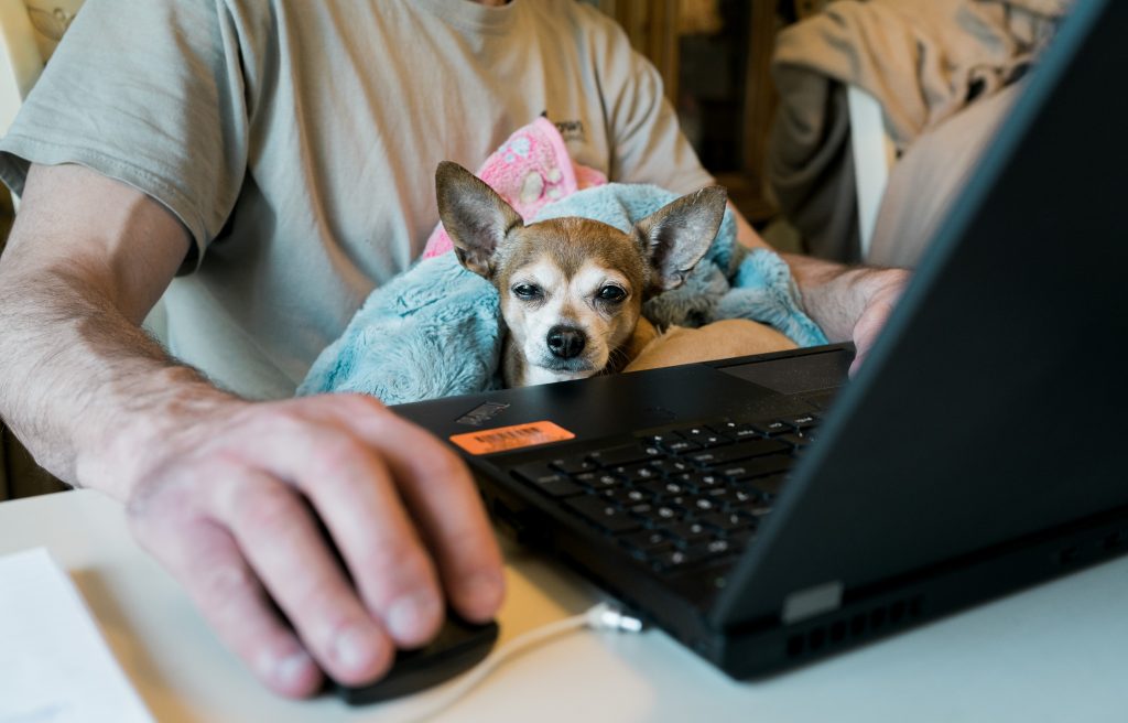 ¿Cómo evitar obesidad en perros y gatos durante el confinamiento por Covid-19?, prevenir obesidad en perros durante coronavirus, prevención de obesidad en gatos por coronavirus