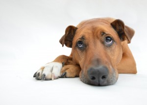 perro deprimido 2