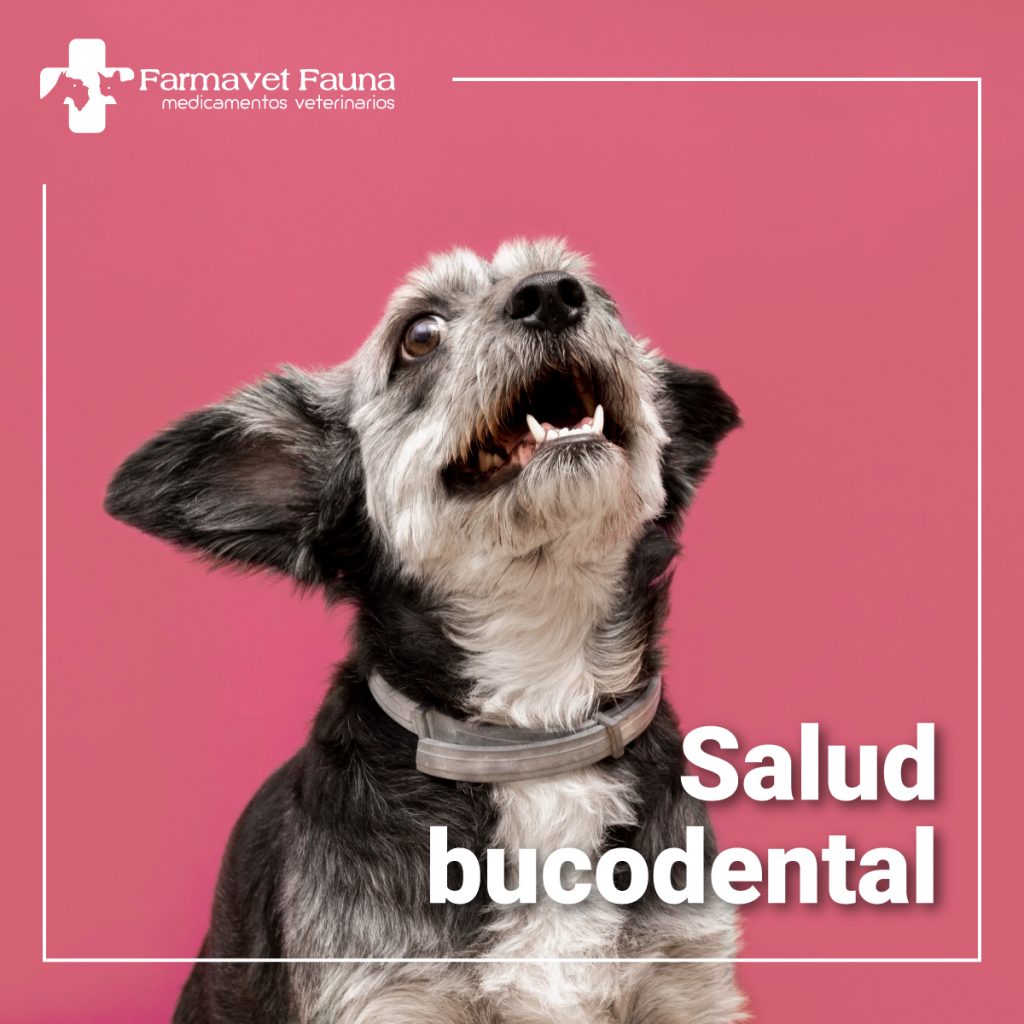 salud bucodental perros