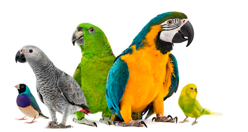 medicamentos para aves